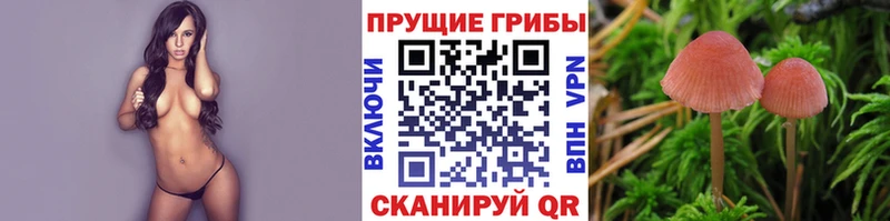 сколько стоит  Ковров  Псилоцибиновые грибы мицелий 